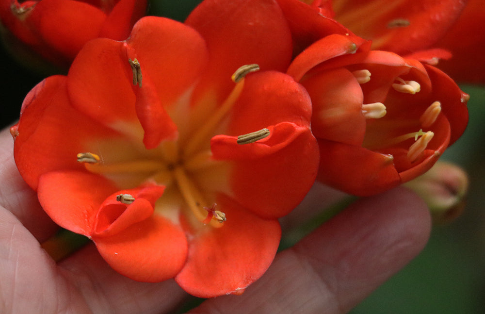 Sculpted keeled petals Belgium Hybrid Clivia miniata close-up, OMG Winged It selection