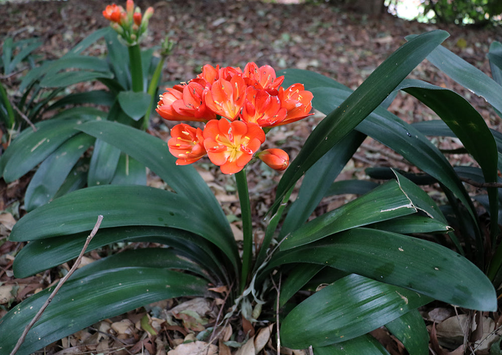Clivia Seeds - Belgium Hybrid Keeled "OMG Winged It" - Dark Orange-Red - (6x seeds)