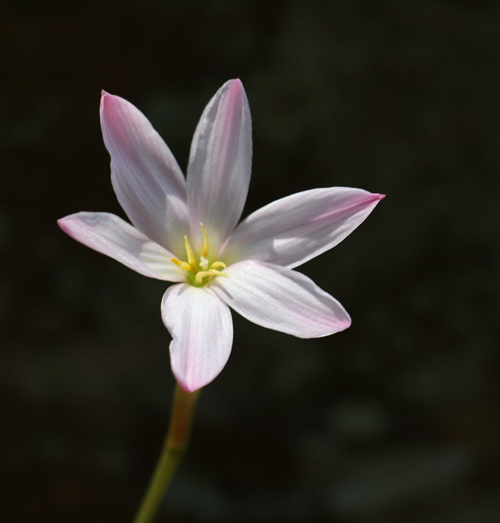 Zephyranthes ‘El Cielo’ × ‘Big Dude’ - (3x Bulbs)