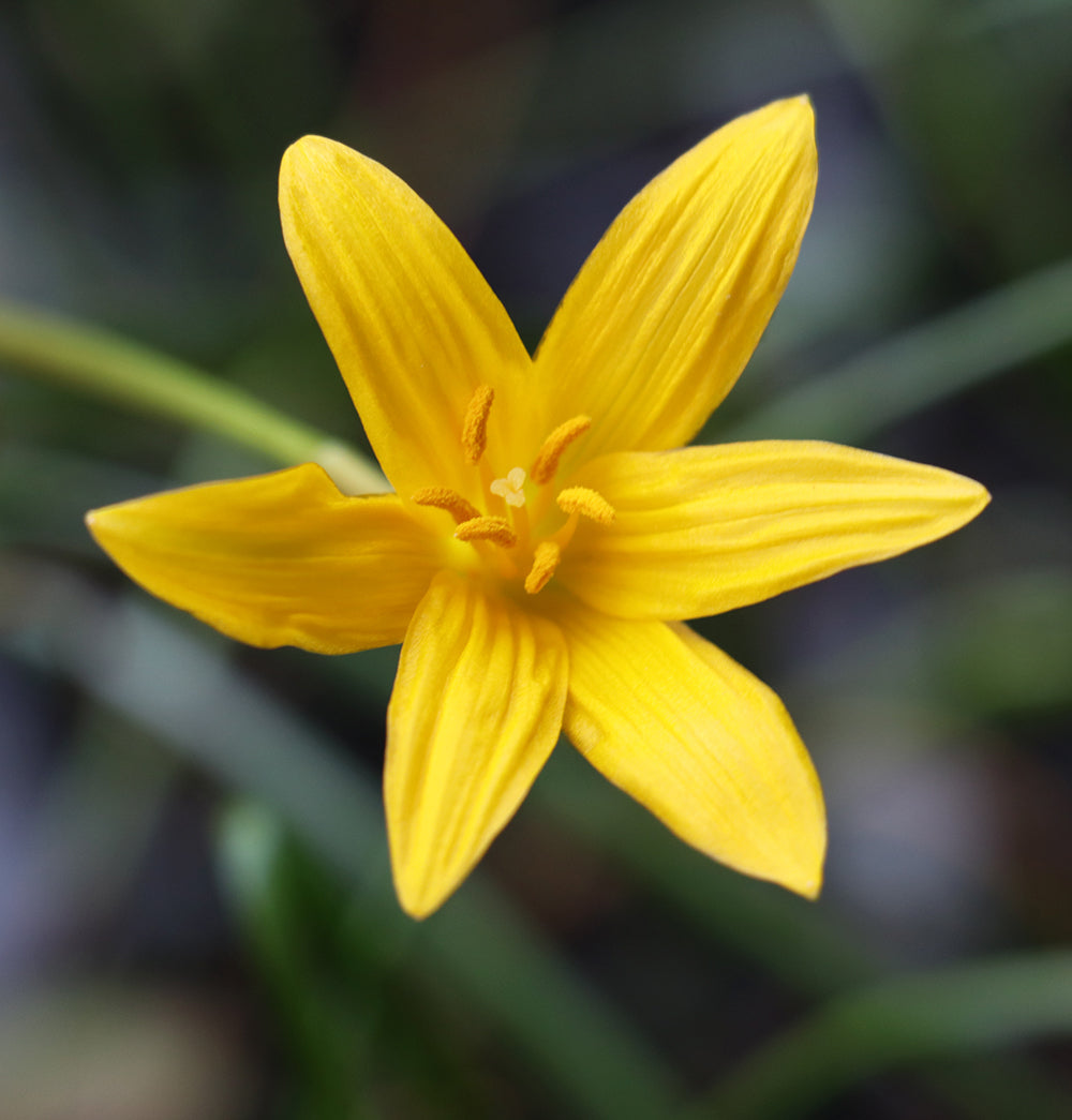 Zephyranthes Flavissima - (4x Bulbs)