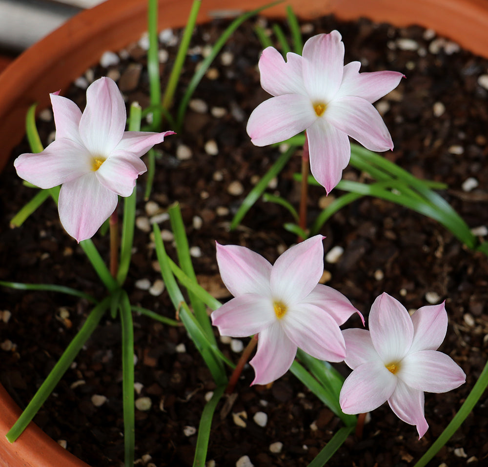 Zephyranthes - La Buffa Rosa Group - ‘Fragrance’ - (1x Bulb)