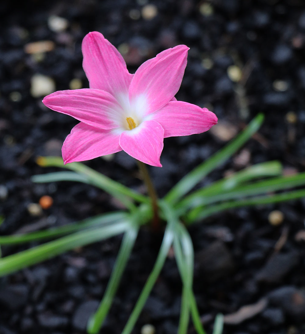 Zephyranthes - La Buffa Rosa Group - ‘Heart Throb’ - (1x Bulb)