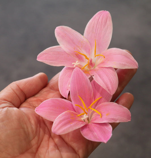 Zephyranthes Z. carinata - (4x Bulbs)