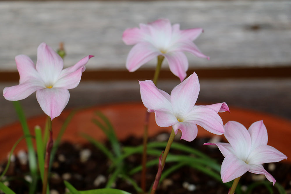 Zephyranthes - La Buffa Rosa Group - ‘Fragrance’ - (1x Bulb)