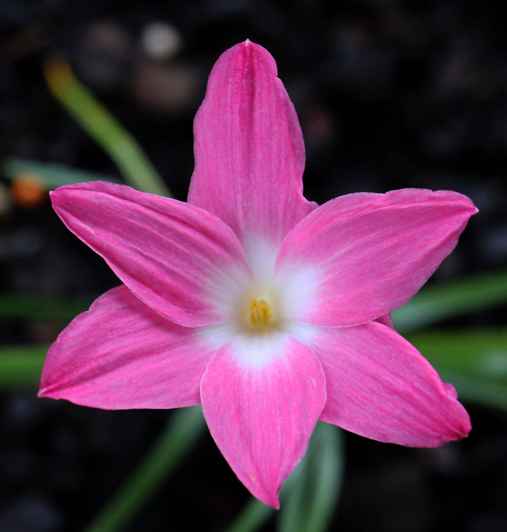 Zephyranthes - La Buffa Rosa Group - ‘Heart Throb’ - (1x Bulb)