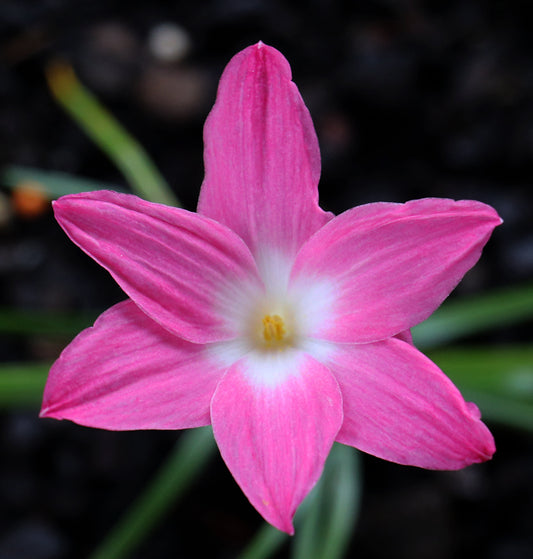 Zephyranthes - La Buffa Rosa Group - ‘Heart Throb’ - (1x Bulb)