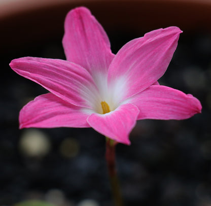 Zephyranthes - La Buffa Rosa Group - ‘Heart Throb’ - (1x Bulb)