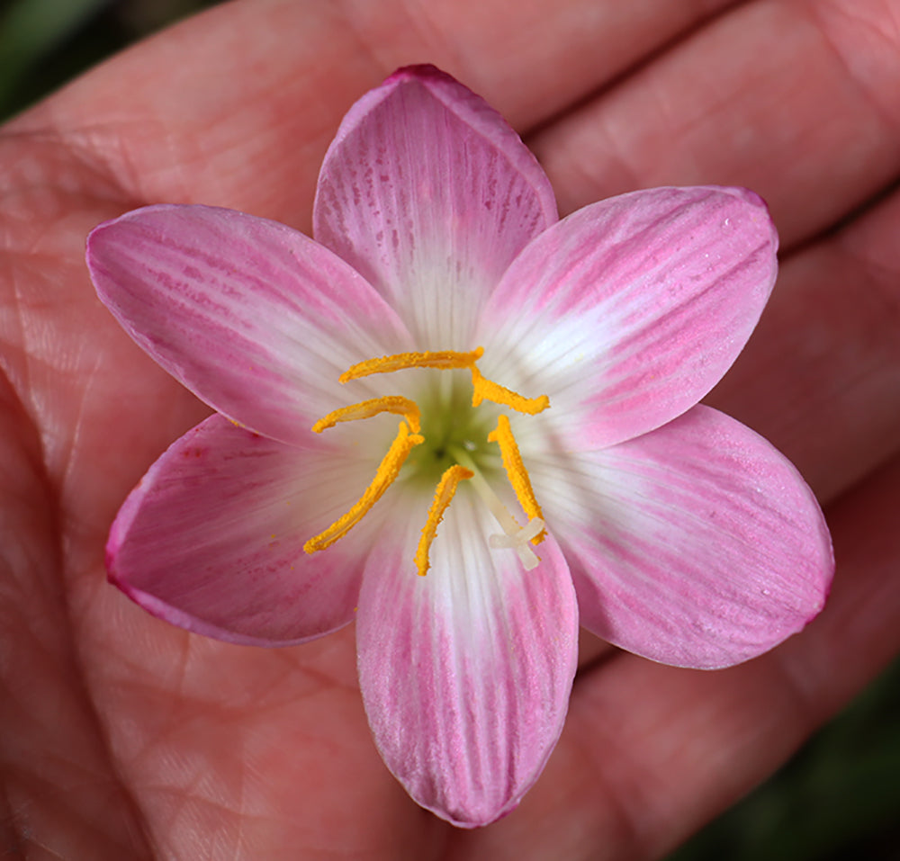 Zephyranthes 'Zodiac Surprise' - (3x Bulbs)