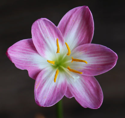 Zephyranthes 'Zodiac Surprise' - (3x Bulbs)