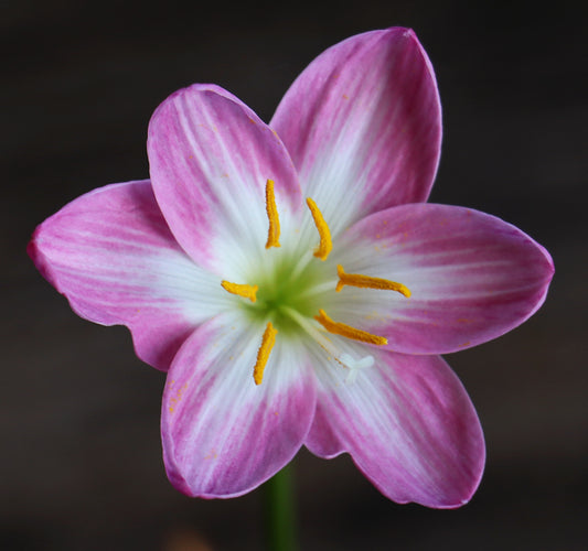 Zephyranthes 'Zodiac Surprise' - (3x Bulbs)