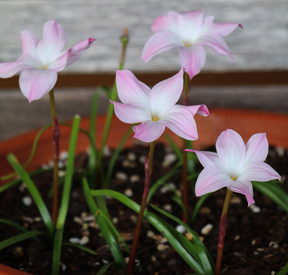 Zephyranthes - La Buffa Rosa Group - ‘Fragrance’ - (1x Bulb)