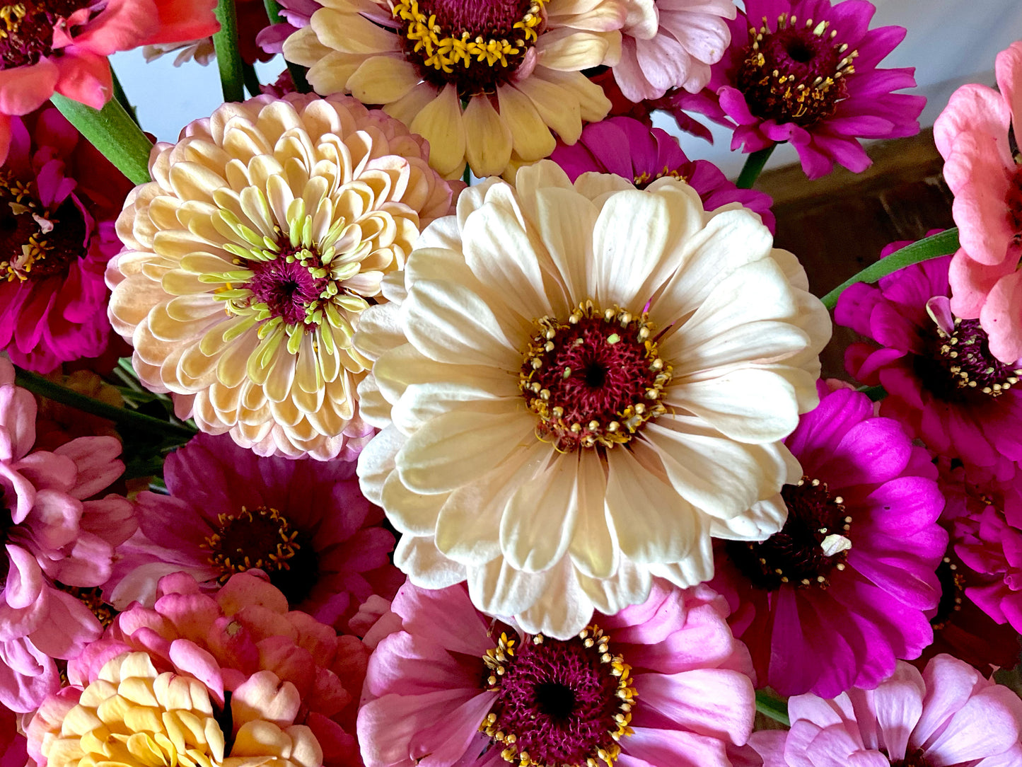 Zinnia Mix (30x seeds)