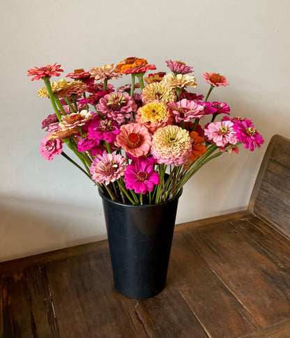 Zinnia Mix (30x seeds)