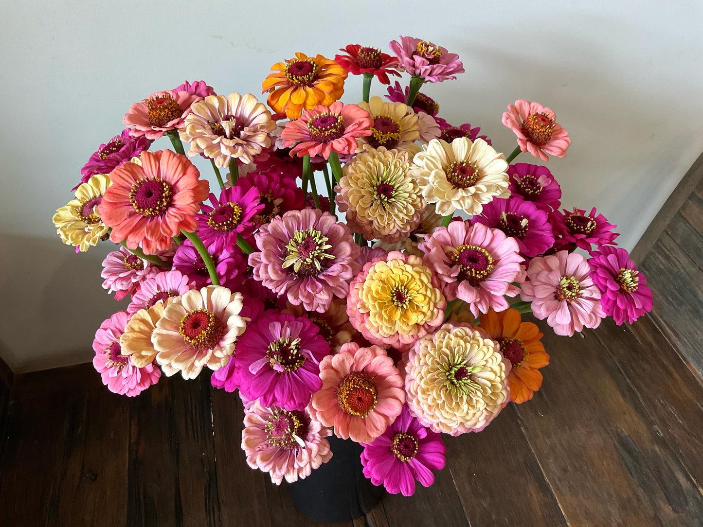 Zinnia Mix (30x seeds)