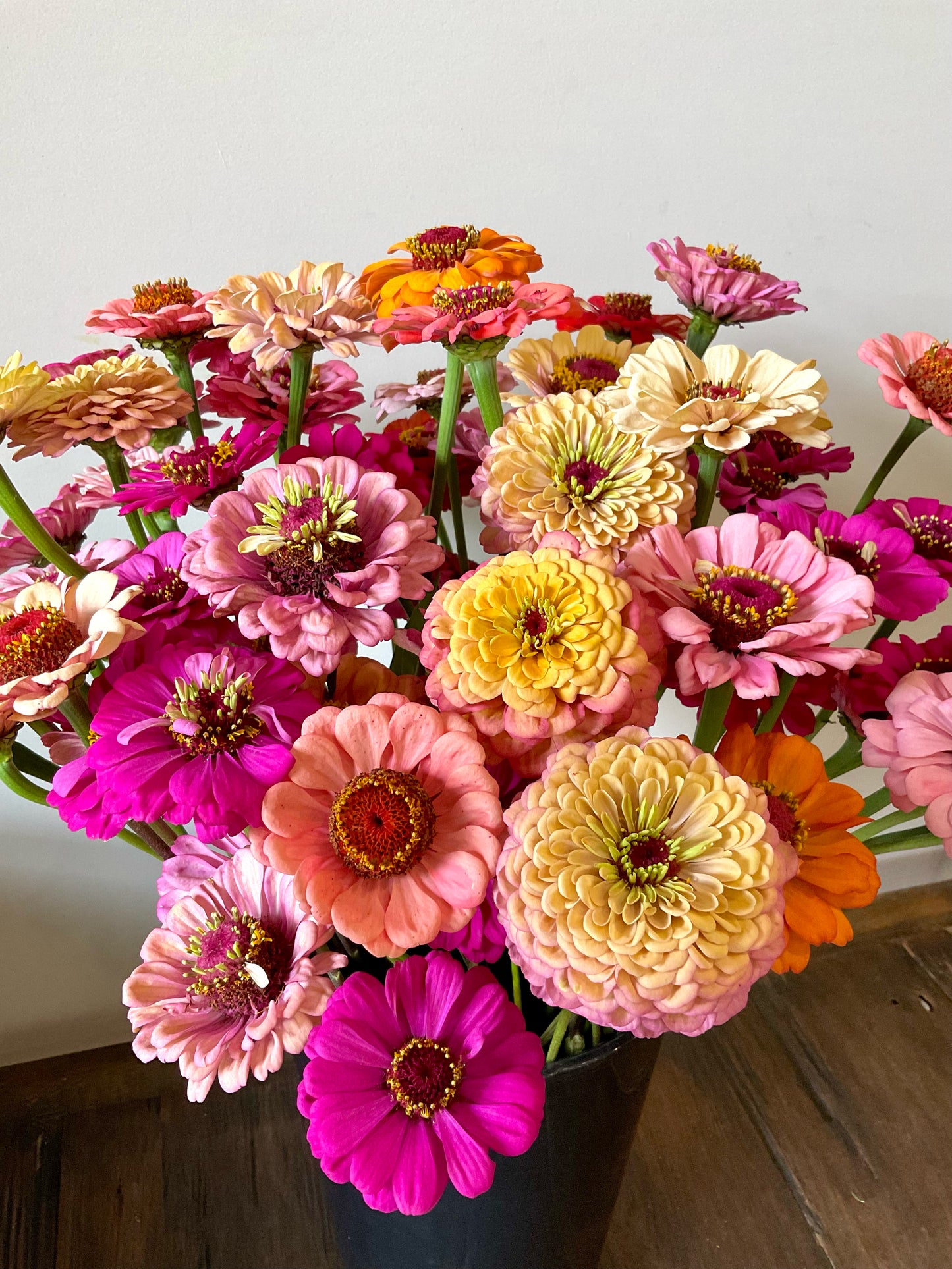 Zinnia Mix (30x seeds)