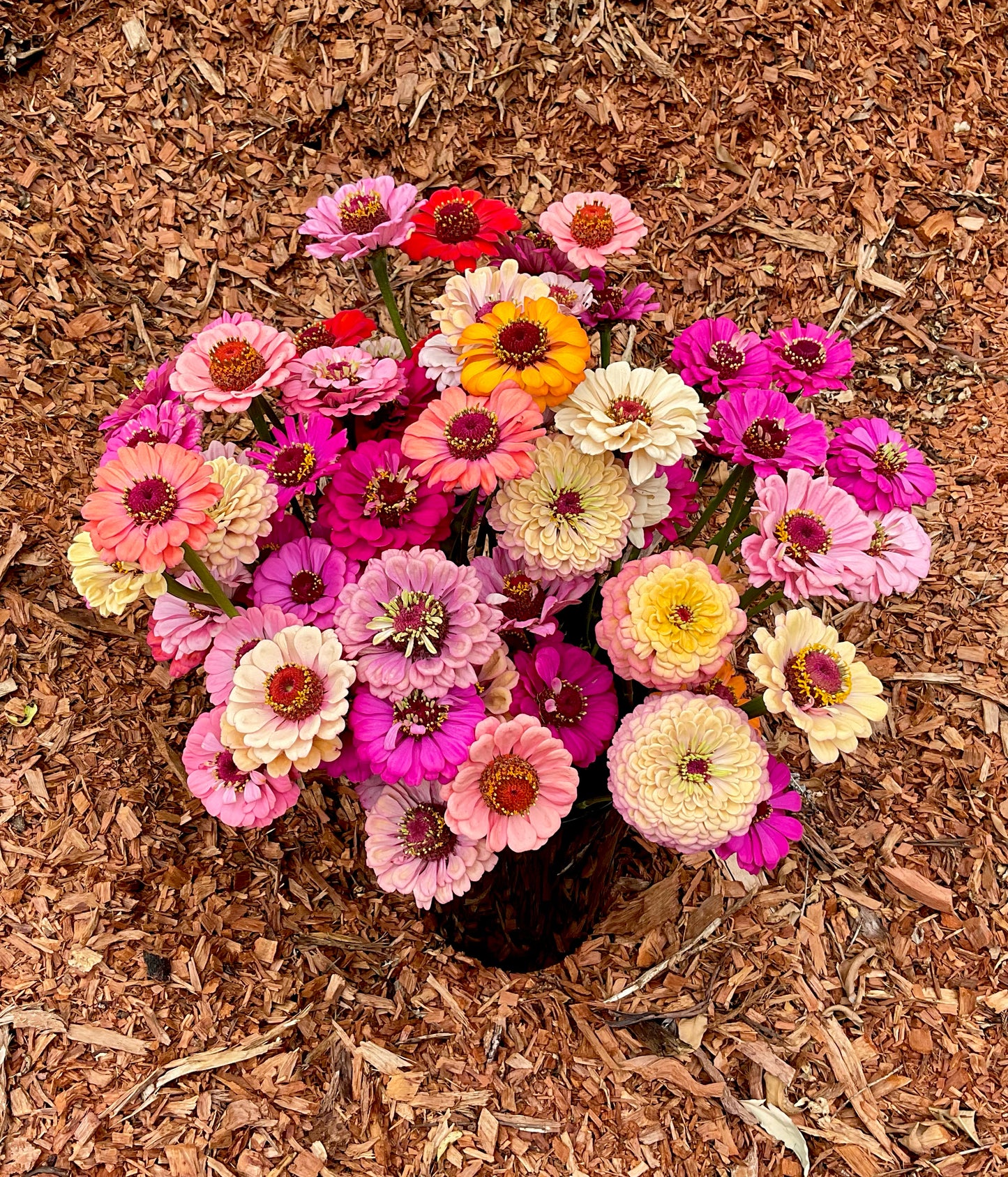 Zinnia Mix (30x seeds)