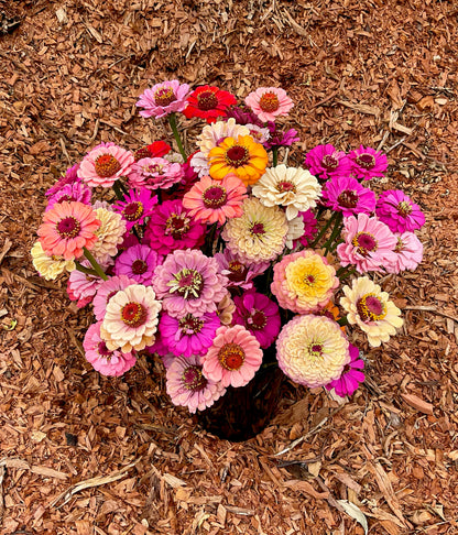 Zinnia Mix (30x seeds)