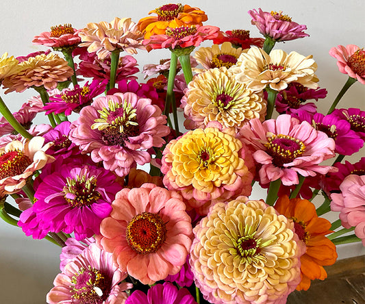 Zinnia Mix (30x seeds)