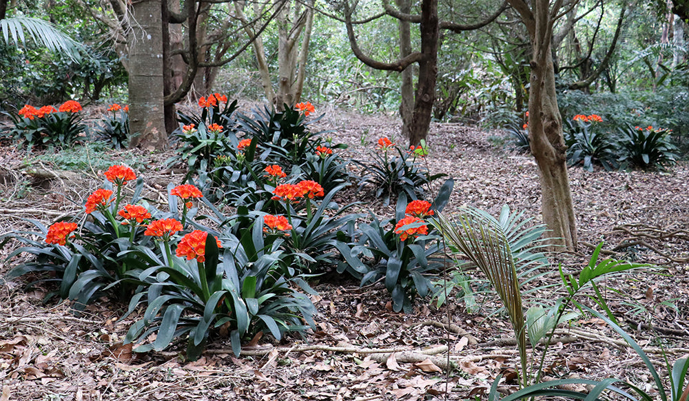 Clivia Seeds - Belgium Hybrid Mix Orange/Dark Orange - (10x seeds)