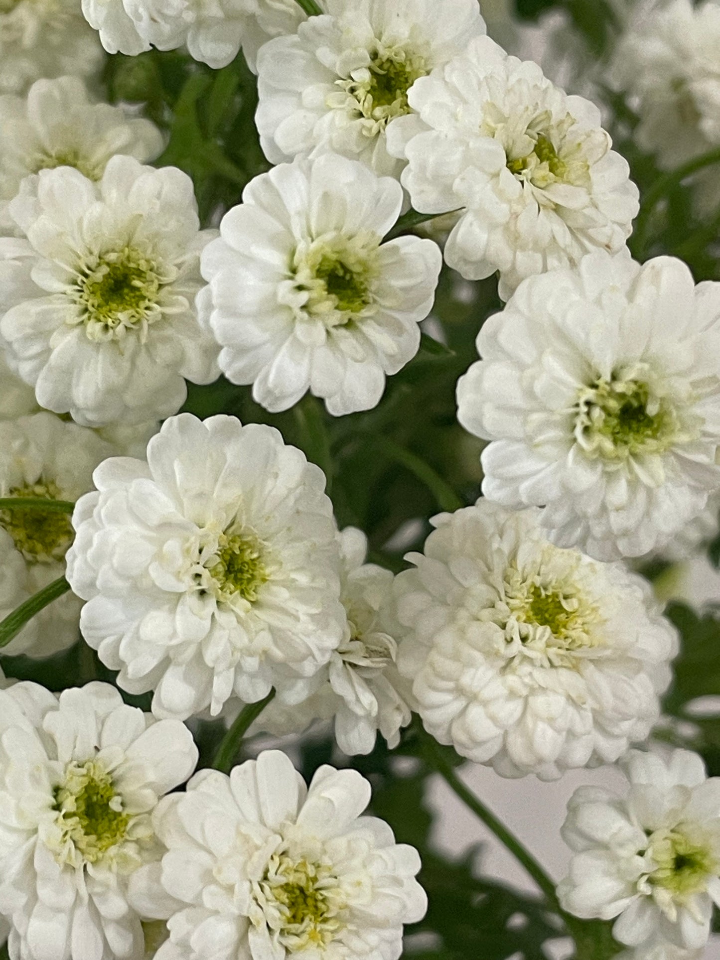 Feverfew ‘Tetra White’ – (150+ seeds) - airy, double white blooms for bouquets and gardens
