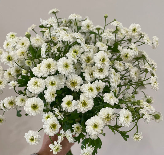 Feverfew ‘Tetra White’ – (150+ seeds) - airy, double white blooms for bouquets and gardens
