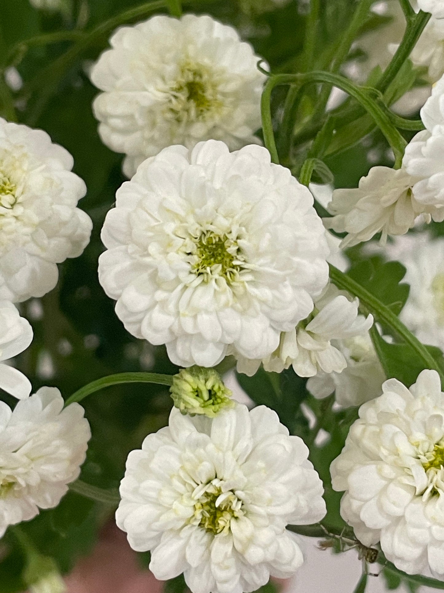 Feverfew ‘Tetra White’ – (150+ seeds) - airy, double white blooms for bouquets and gardens