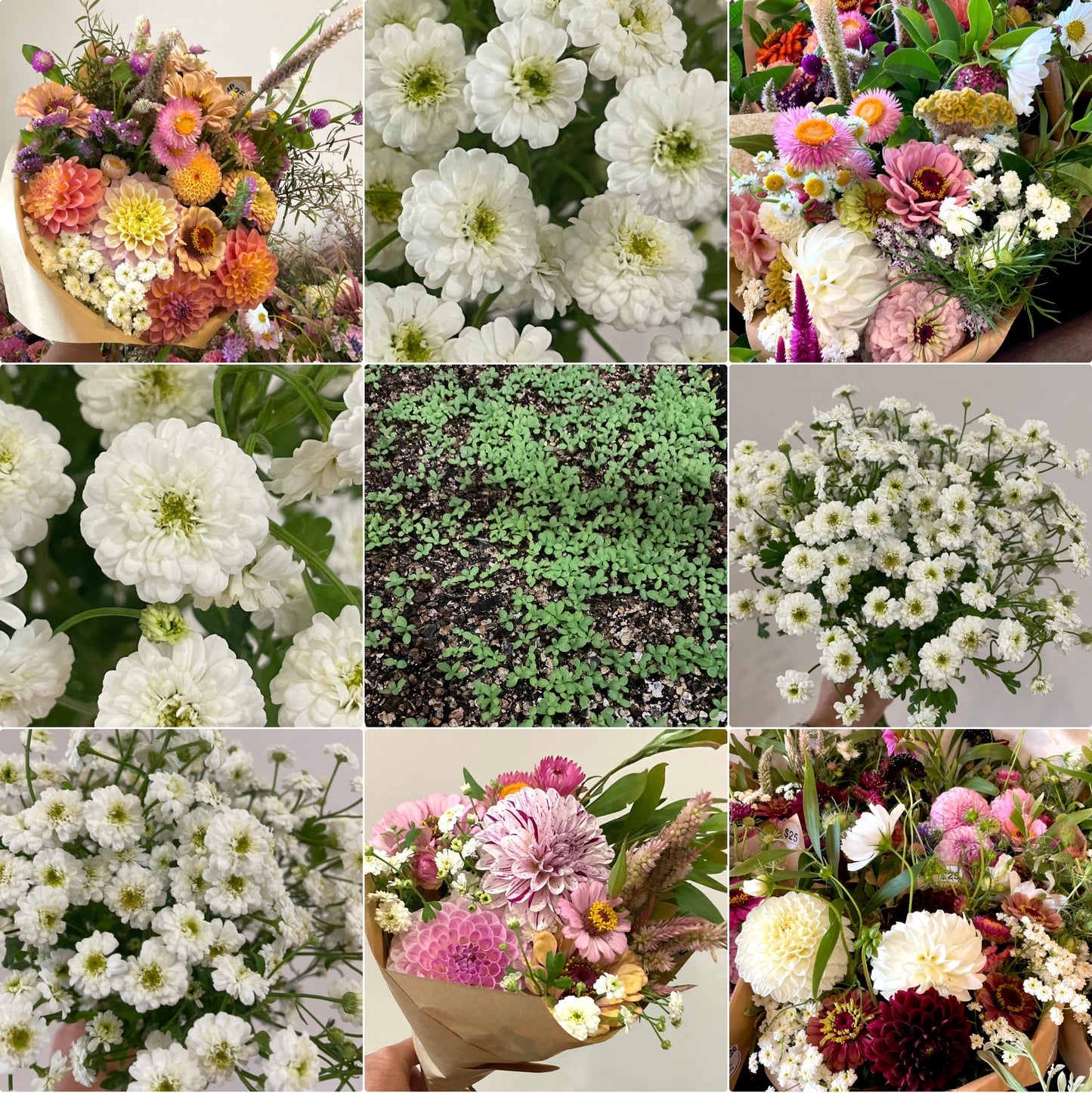 Feverfew ‘Tetra White’ – (150+ seeds) - airy, double white blooms for bouquets and gardens