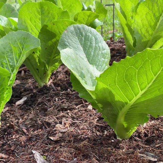Parris Island Cos Lettuce | Our Mountain Garden | video of the crisp sound as you pick leaves off a young plant