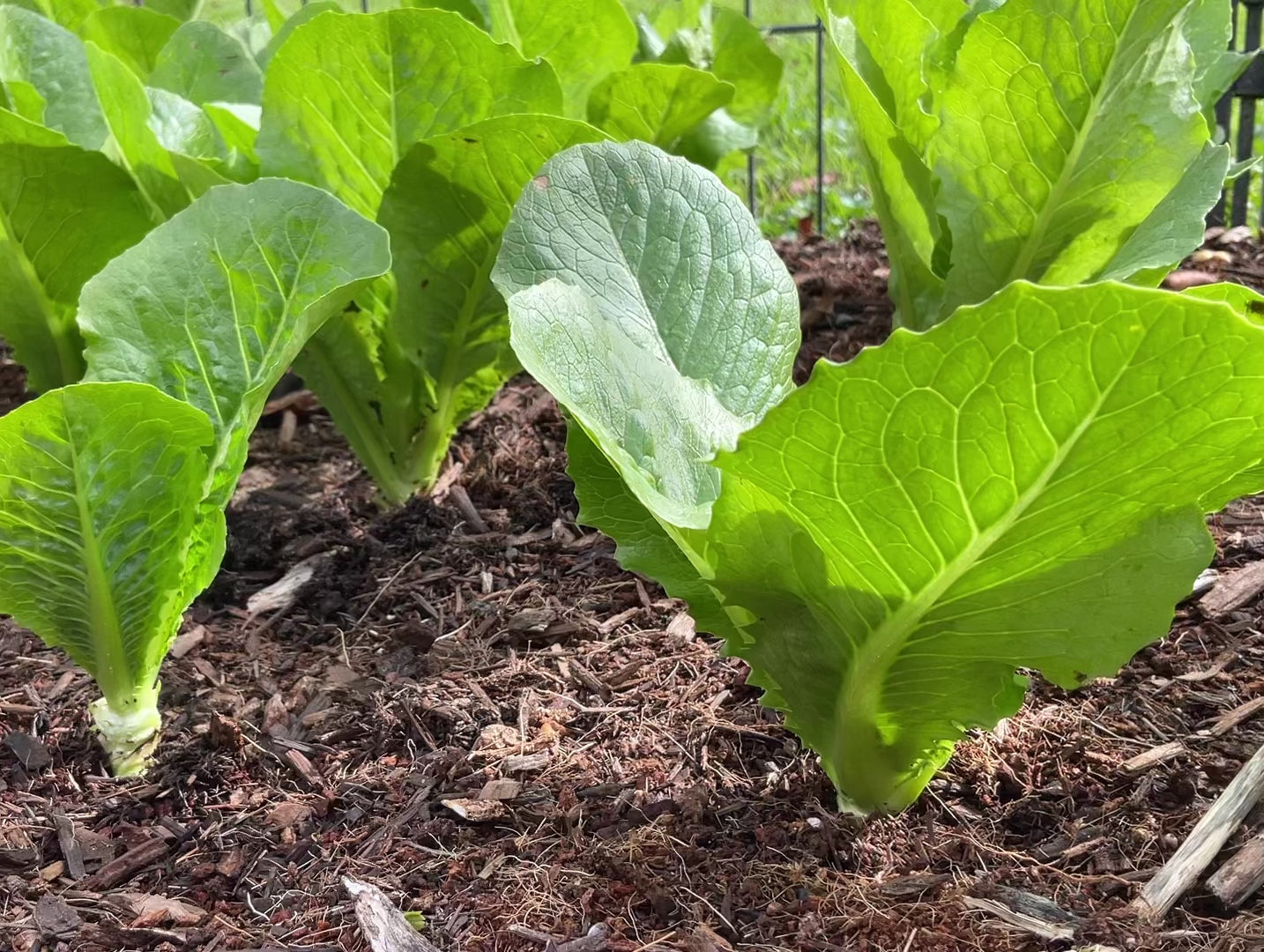 Parris Island Cos Lettuce | Our Mountain Garden | video of the crisp sound as you pick leaves off a young plant