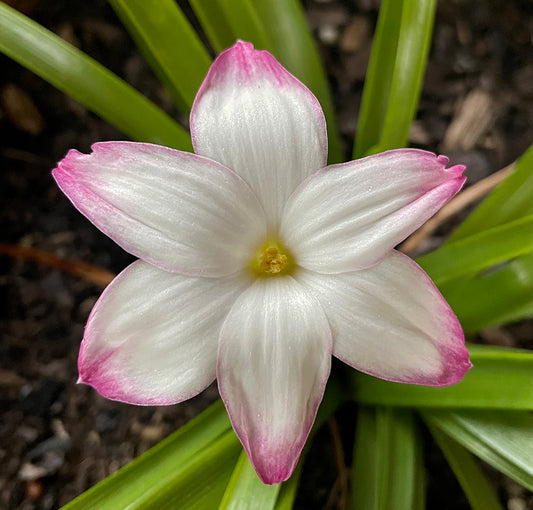 Zephyranthes - La Buffa Rosa Group - ‘Summer Chill’ - (1x Bulb)